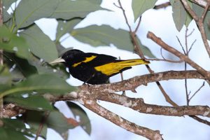 Birds of Puerto Vallarta