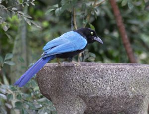 Birds of Puerto Vallarta